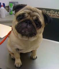 Better animals plus seeks to bring new life and creatures to your worlds, all with a unique flair and aesthetic compared to other mods of the same category. Cute Animals Minecraft Mod Cute Pugs Baby Pug Dog Puppy Day
