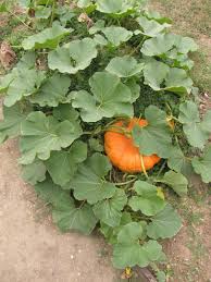 Image result for Cucurbita