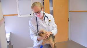Areas companion animal placement program inc. Raleigh Vet Sees Nearly 40 Cases Of Kennel Cough In Dogs In Recent Weeks Abc11 Raleigh Durham