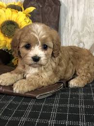 Meet gibson, knox, winnie, annie, and winston. London Cavapoo Puppy 631673 Puppyspot