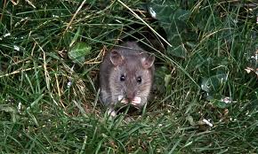Discover how to prevent a rat family from getting under your decking. Rat Proof Garden How To Get Rid Of Rodents In Garden Spaces Epic Gardening