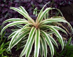 Ananas Comosus Variegatus Of The Bromeliaceae Family
