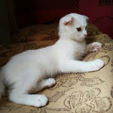 Pin En Scottish Fold Yavru Kediler