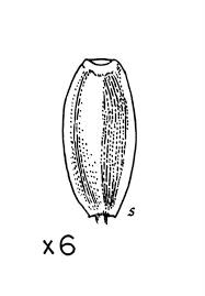 Image result for Centemopsis