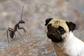 The bait is slow acting, but can eventually achieve 90% control. My Dog Ate An Ant Trap Are Ant Traps Poisonous To Dogs