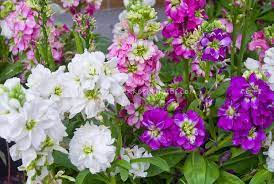 Stocks In Pink Flower Plant Flower Stock Photography Gardenphotos Com Flower Stock Photography Stock Flower Planting Flowers