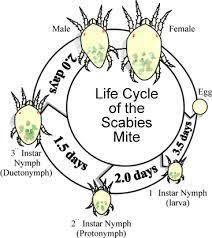 Image result for Sarcoptes scabiei life cycle