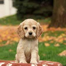 Why buy a cocker spaniel puppy for sale if you can adopt and save a life? Cocker Spaniel Puppies For Sale Greenfield Puppies