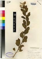 Image result for Cadaba kirkii