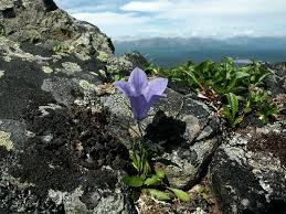 Image result for Carvalhoa campanulata