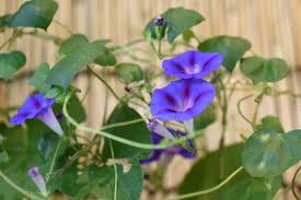Image result for Ipomoea violacea