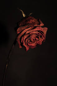 Black Background With Rose In Middle Pin By Alex Dhivahar On Pictures Ideas Dying Flowers Dark Flowers Beautiful Roses