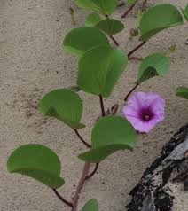 Image result for Ipomoea richardsiae