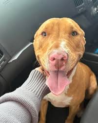 Scared brown dog running up Diaz Rd towards Mount Rd