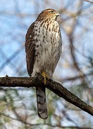 Cooper's hawk - Wikipedia