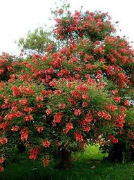 Image result for Erythrina crista-galli