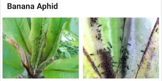 The virus is spread by a banana pest called banana aphid (pentalonia nigronervosa). Banana Attacks Dendaos Enterprises Facebook