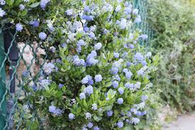 Maybe you would like to learn more about one of these? Sackelblume Ceanothus Pflanze Schneiden Uberwintern Und Arten Gartendialog De