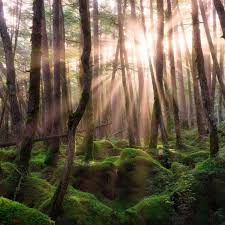 Discover the ultimate collection of the top nature wallpapers and photos available for download for free. Forest Sunrise Wallpapers 4k Hd Forest Sunrise Backgrounds On Wallpaperbat