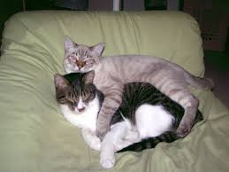 Pin By Mine Karayel On Cats In 2020 Animals Happy Pig Cats