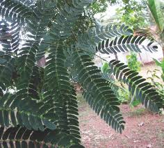 Image result for Albizia grandibracteata