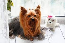 Lifespan Of The Yorkie Yorkshire Terrier Petvblog