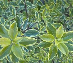 Image result for Pittosporum tenuifolium