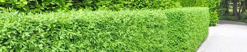 Im alter genügt einer hecke ein schnitt pro jahr. So Schneiden Sie Ihre Ligusterhecke
