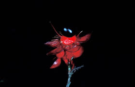 Image result for Ochna kirkii