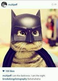 I Am The Darkness I Am The Night Bat Cat I Had To Cats Kitty Animals