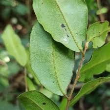 Image result for Diospyros ferrea
