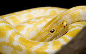 Wir geben tipps, was sie bei der schlangenhaltung beachten müssen, welche kosten entstehen und welche schlangen sich für anfänger eignen. Die 5 Schonsten Haustier Schlangenarten Mit Bildern