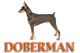 Maybe you would like to learn more about one of these? Dog Training For German Shepherds Rottweilers Dobermans Labs Golden Retrievers And Any Purebred Or Mixed Breed Dog Prodogz
