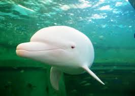 Image result for one of a kind animals