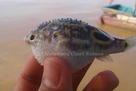 Finland finnish vernacular no trey kampot. Thumbnails Summary