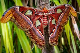 This page was last edited on 30 july 2018, at 16:15. Atlasspinner Falter Schmetterling Kostenloses Foto Auf Pixabay