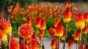 A perennial plant or simply perennial (latin per, through, annus, year) is a plant that lives for perennials, especially small flowering plants, grow and bloom over the spring and summer, die back. 9 Tall Perennial Plants For Impressive Height Horticulture
