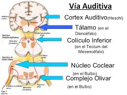 Pin Em Peat Neurinoma Acustico