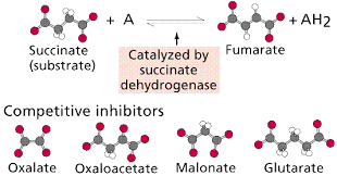 Reactions Enzymes