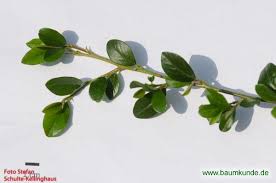 Bearberry cotoneaster in english bearberry cotoneaster in english krypoxbär in swedish 矮生栒子 in chinese bearberry cotoneaster in english bearberry cotoneaster in english cotonéaster de dammer in french krypoxbär in swedish cotoneaster dammer in welsh cotonéastre de dammer in. Teppich Zwergmispel Cotoneaster Dammeri Zweig Bestimmen Teppich Zwergmispel