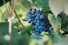 Vine to Vessel- Join us and become a winemaker for a day