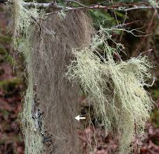 Image result for Xyris capillaris