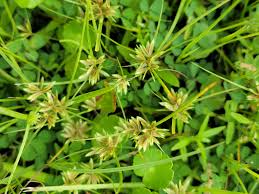 Image result for Pycreus