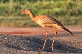 Image result for Sericorema