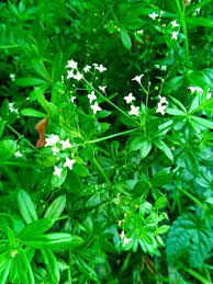 Image result for Galium scabrellum