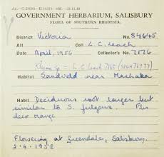 Image result for Kleinia sp.no.1