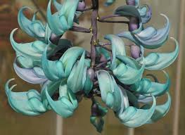 Image result for Strongylodon macrobotrys