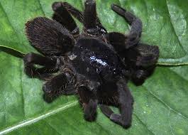 The species atrax robustus and a. The World S Most Dangerous Spiders Warning Graphic Images Cbs News