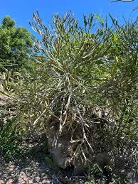 Image result for Euphorbia platycephala