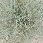 Image result for Caroxylon littoralis